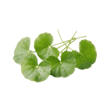 Centella asiatica leaves