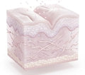 Skin layers at week 1
